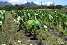 Organic taro growing at Waimanalo Research Station